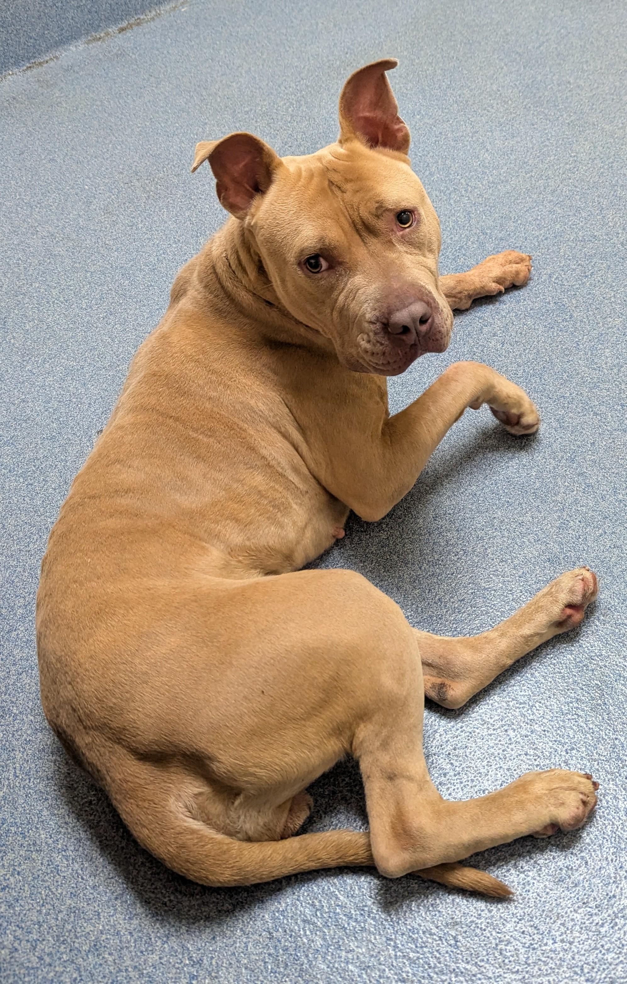 Enlarge Waffles, a ADOPTABLE mixed breed in Suffolk, VA image 2/2