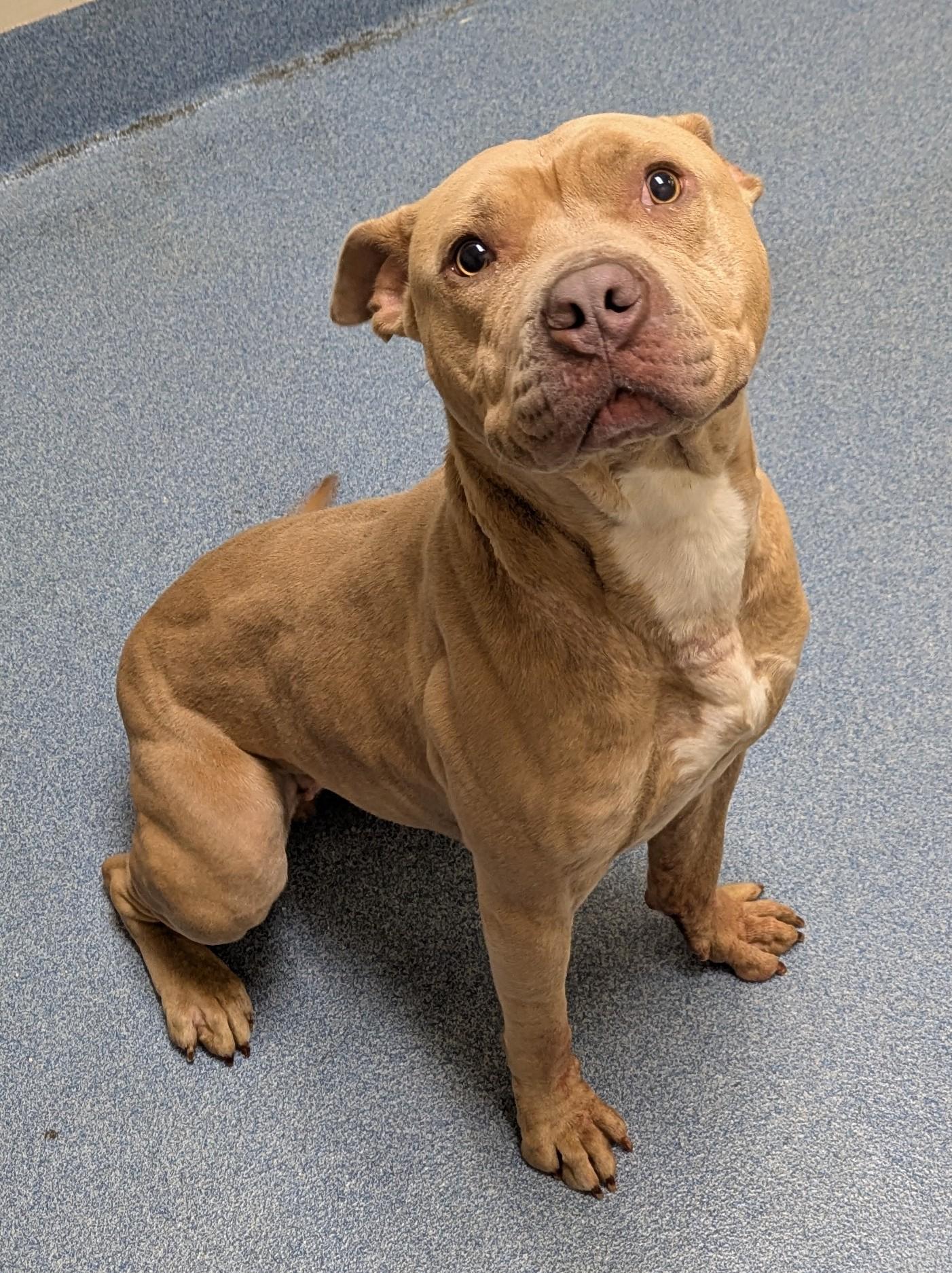 Enlarge Waffles, a ADOPTABLE mixed breed in Suffolk, VA image 1/2