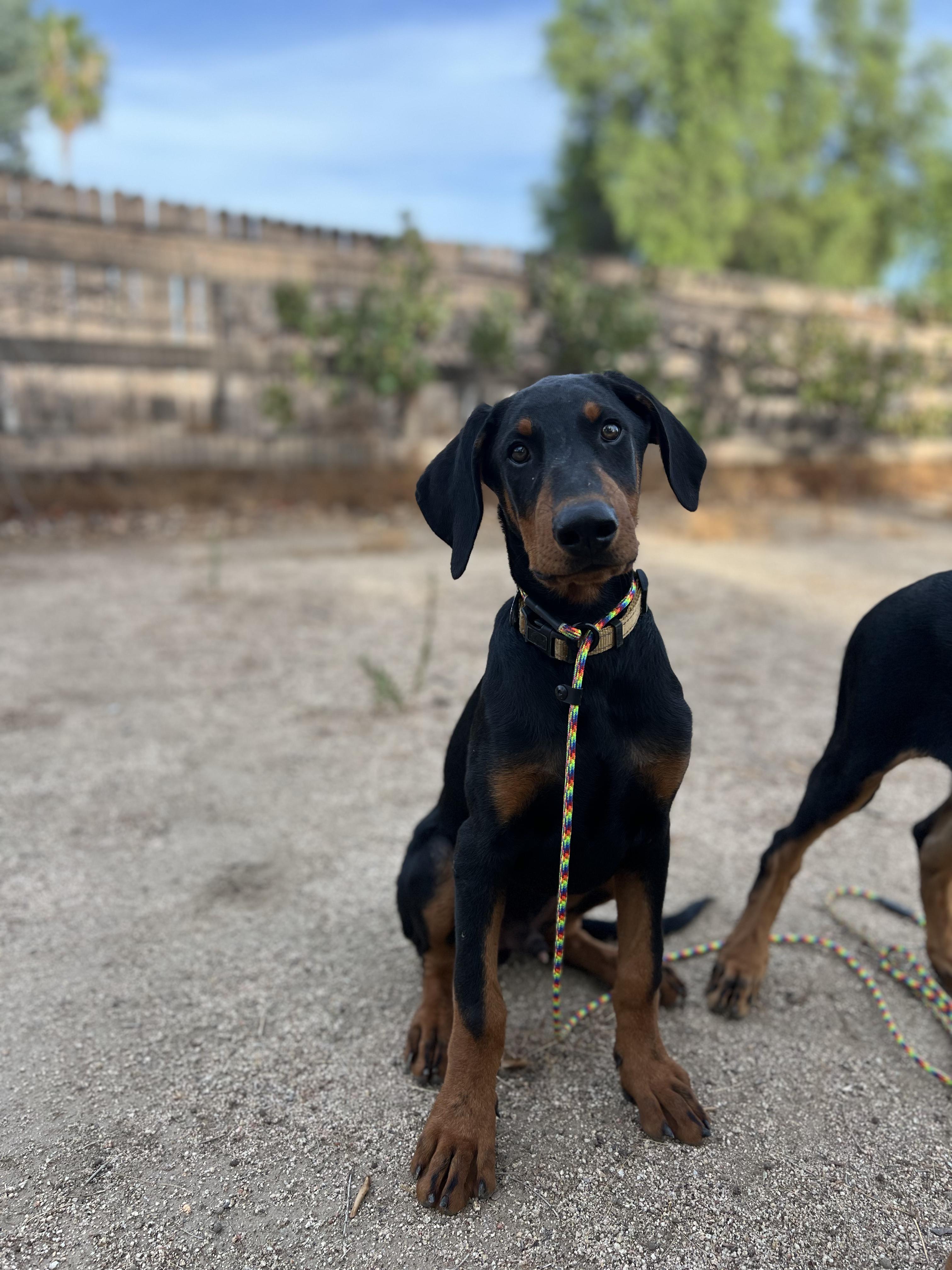 Enlarge Draco, a Adoptable Doberman Pinscher in West Hollywood, CA image 3/3