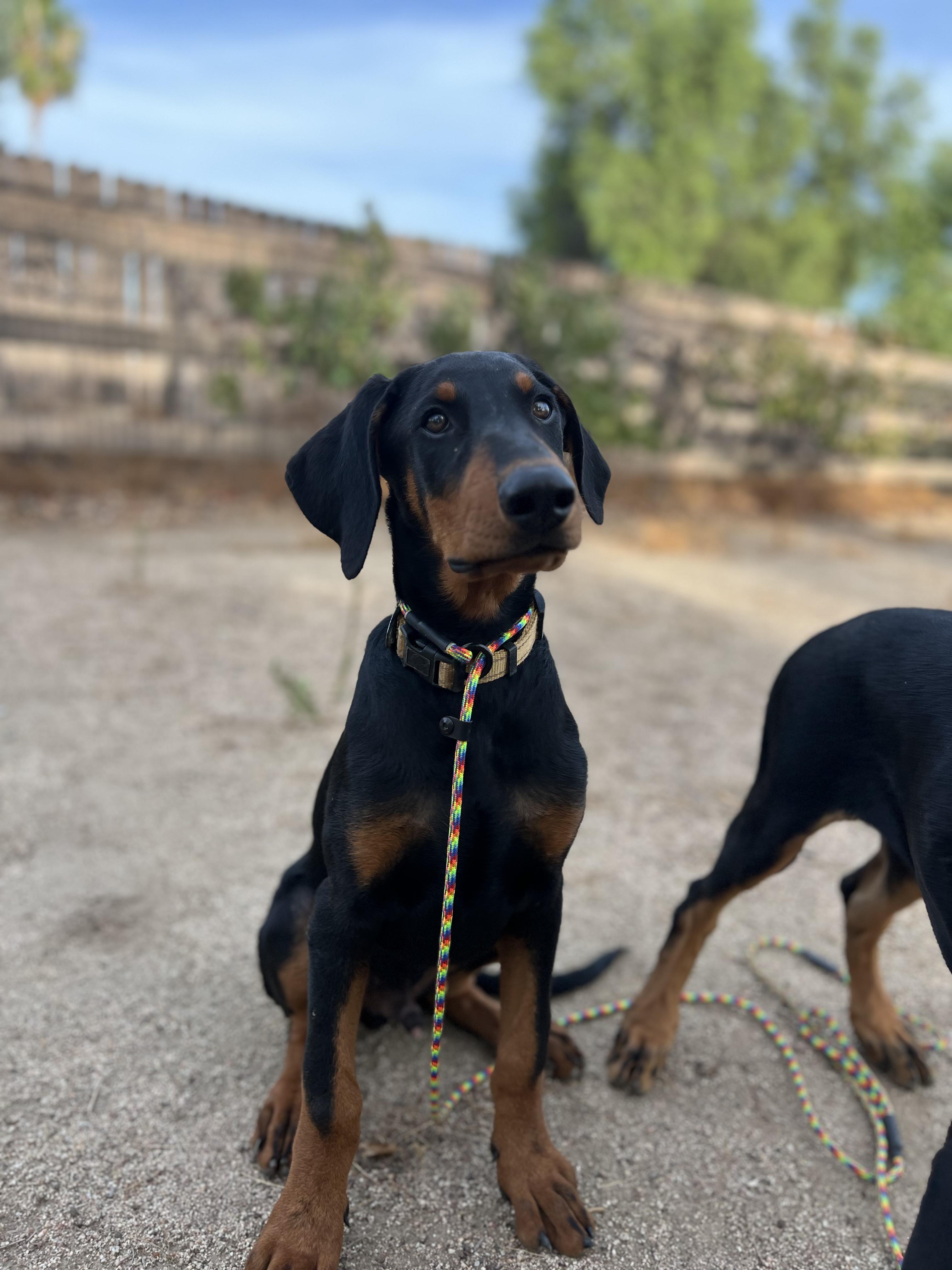 Enlarge Draco, a Adoptable Doberman Pinscher in West Hollywood, CA image 2/3