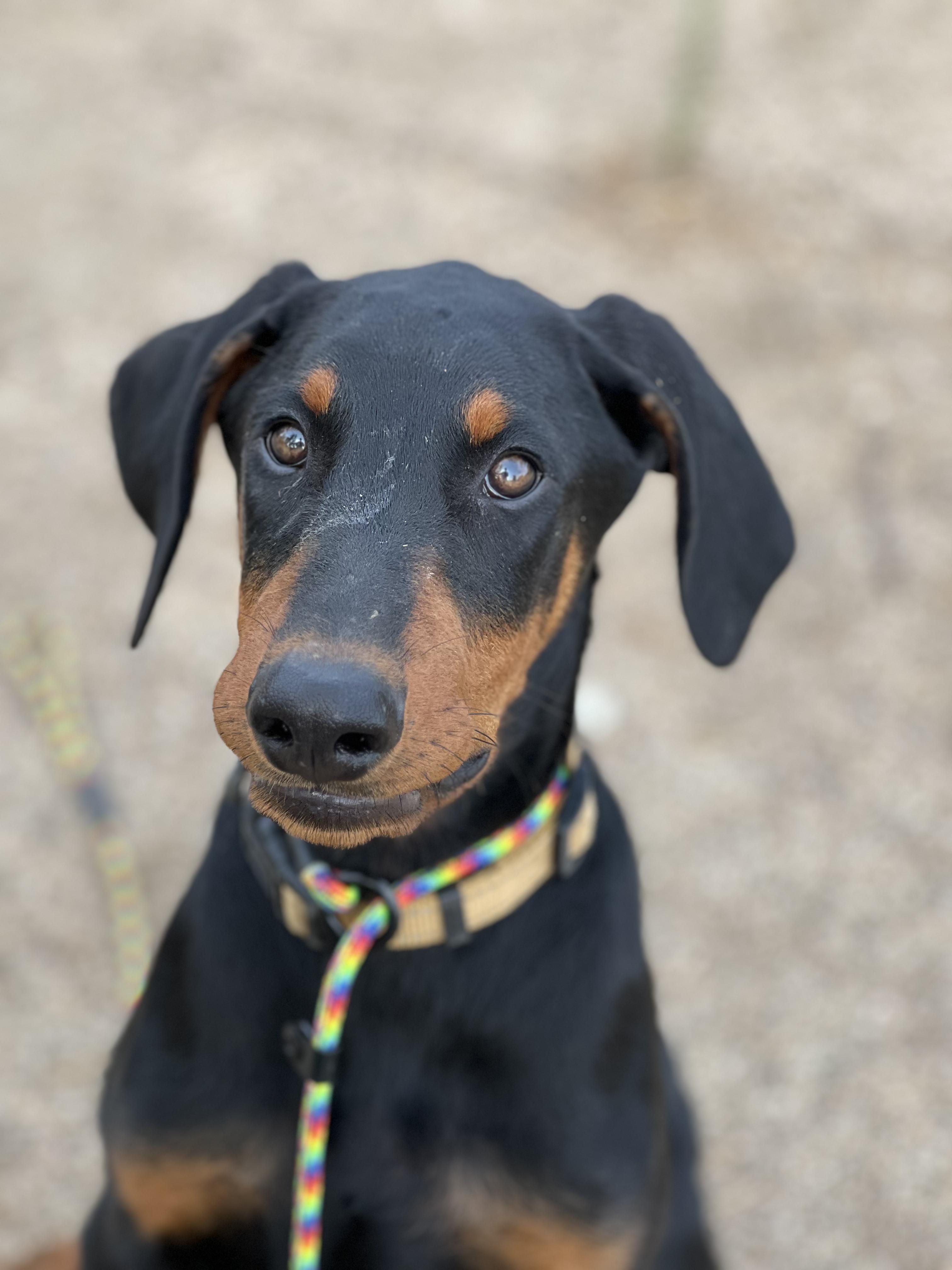 Draco, Adoptable, Puppy Male Doberman Pinscher.