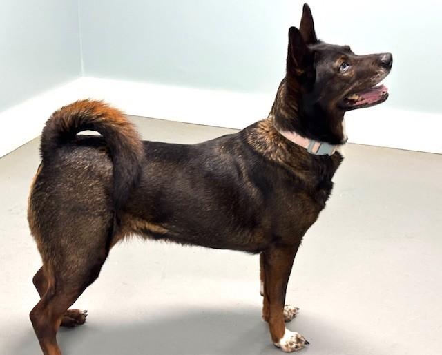 Enlarge Lola, a ADOPTABLE mixed breed in Hawk Point, MO image 1/4