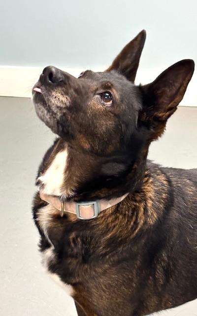 Enlarge Lola, a ADOPTABLE mixed breed in Hawk Point, MO image 2/4