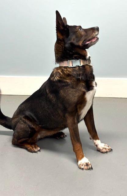 Enlarge Lola, a ADOPTABLE mixed breed in Hawk Point, MO image 3/4