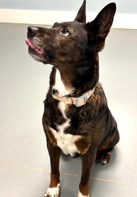 Enlarge Lola, a ADOPTABLE mixed breed in Hawk Point, MO image 4/4