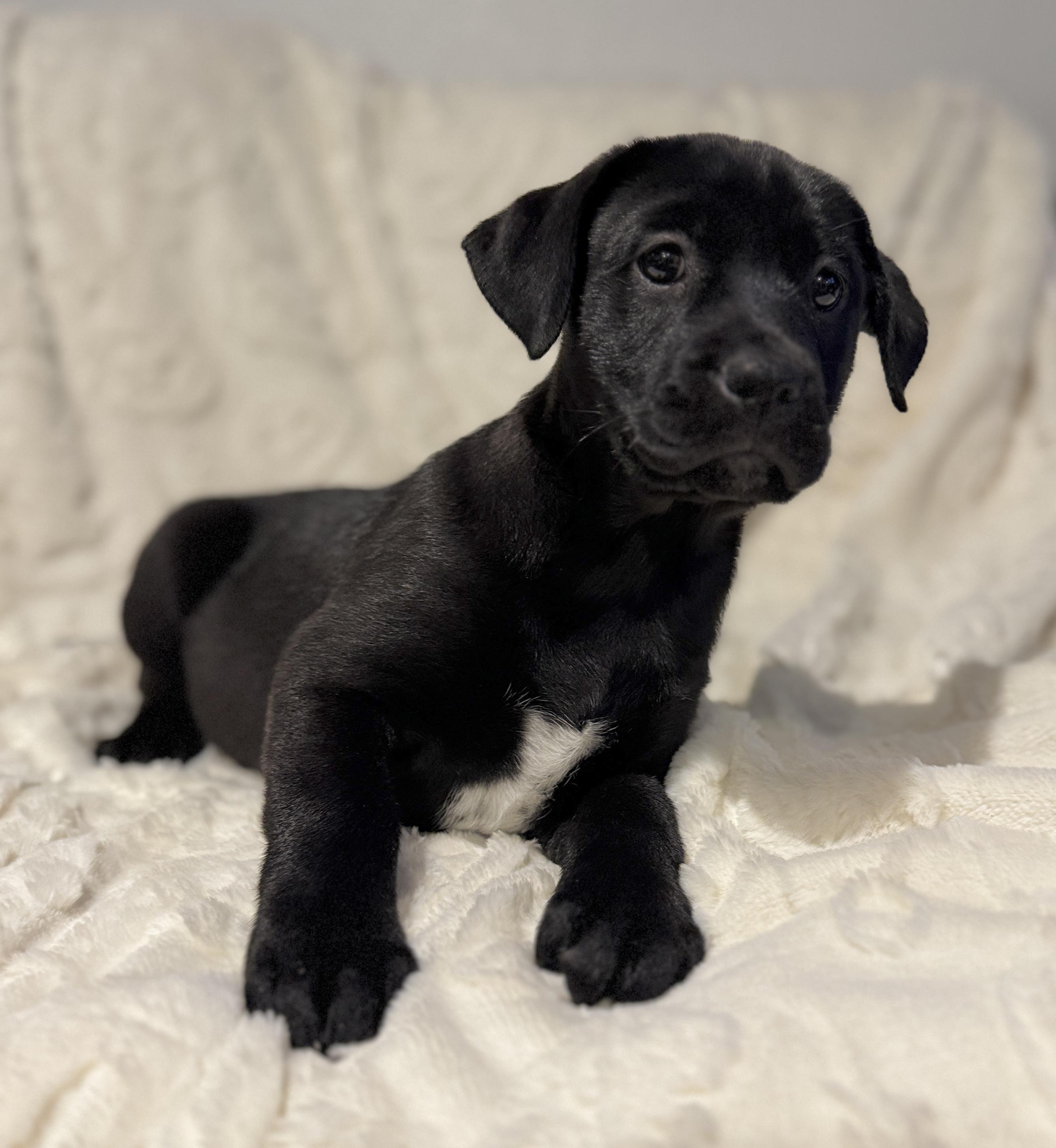 Twix, ADOPTABLE, Puppy Female Labrador Retriever.