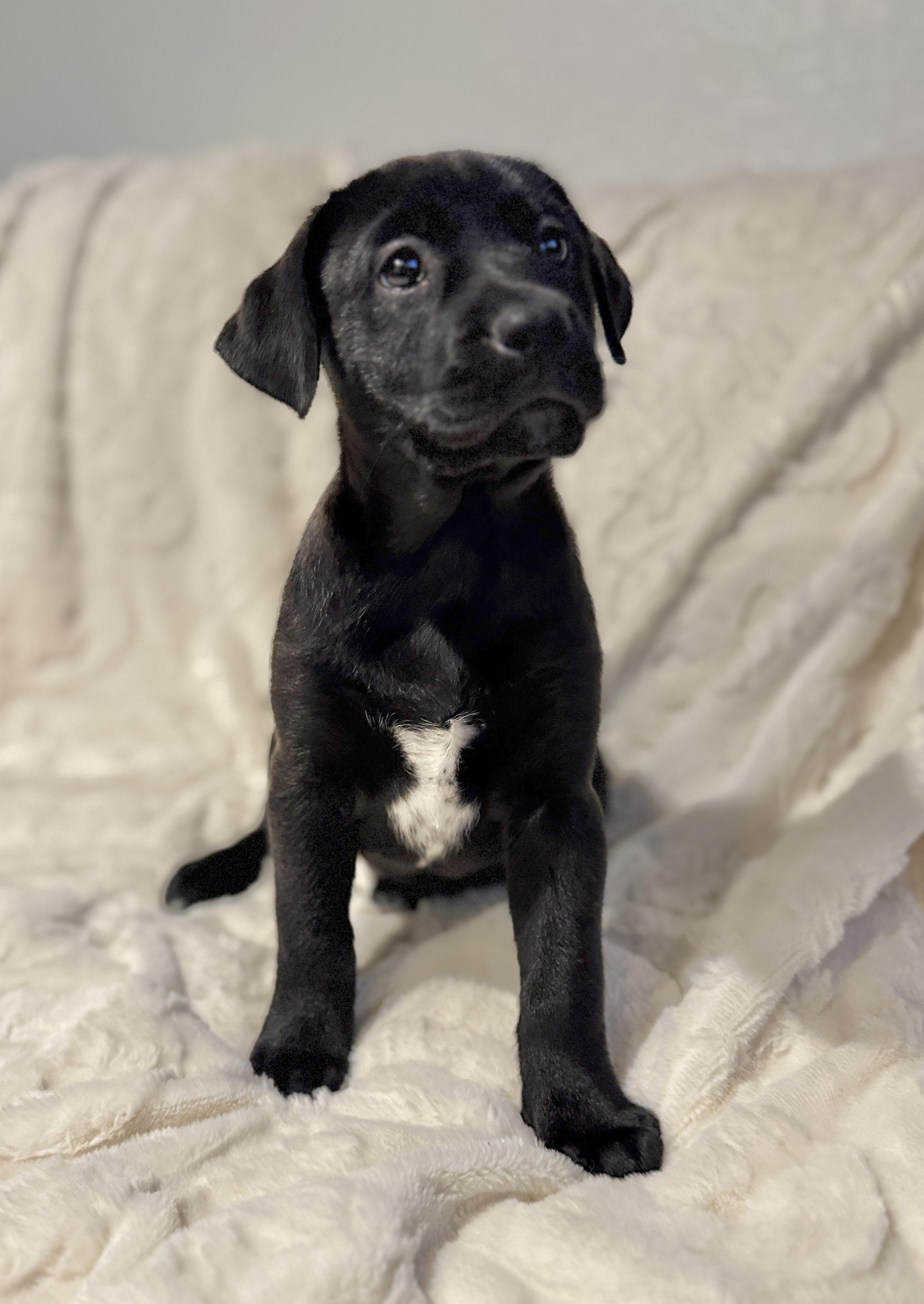 Enlarge Twix, a ADOPTABLE Labrador Retriever in Hales corners, WI image 2/3