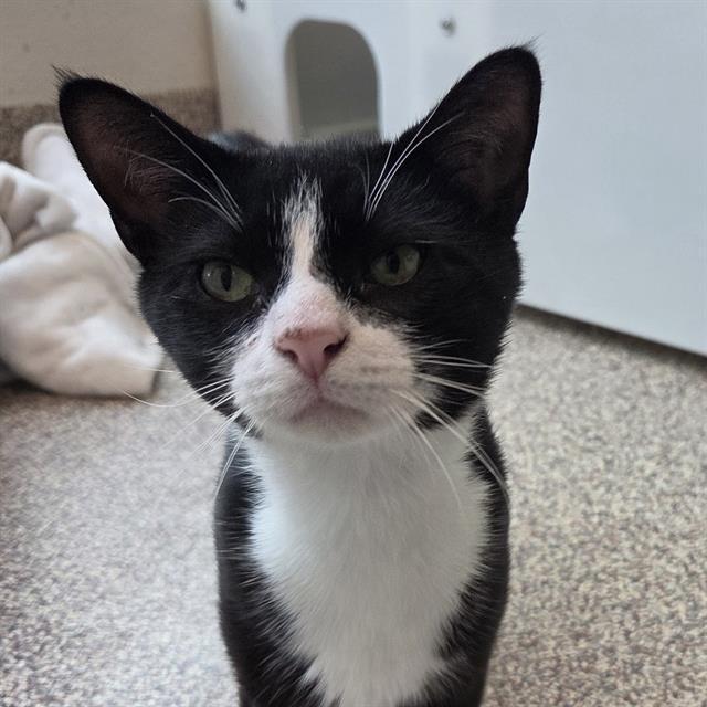 HUMBOLT, Adoptable, Young Male Domestic Short Hair.