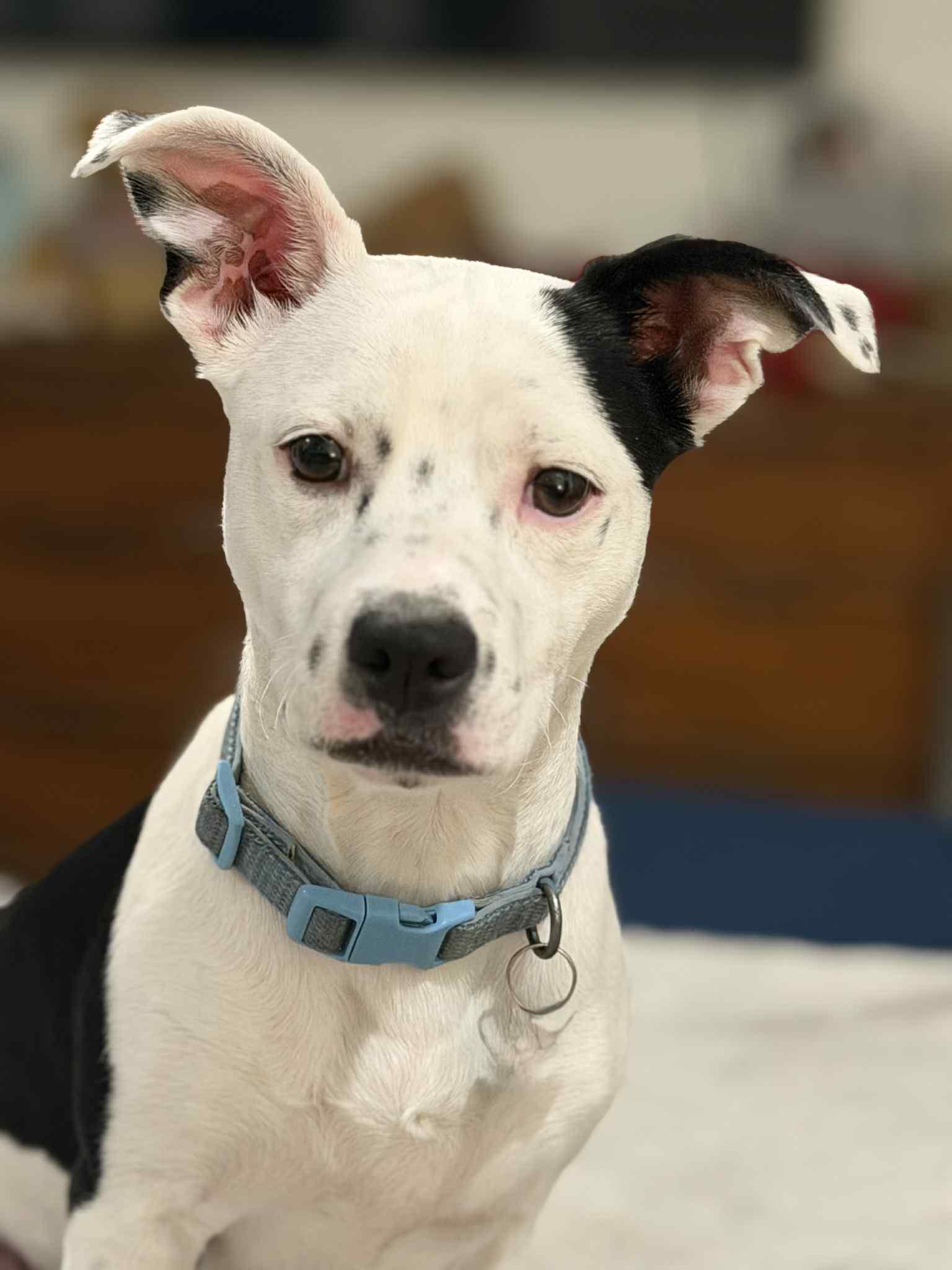 Zeus, Adoptable, Young Male Terrier.