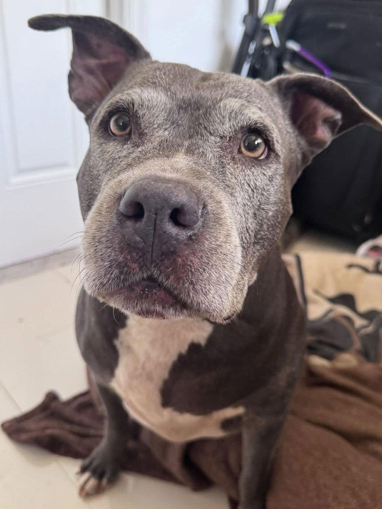 Melanie Rose, Adoptable, Senior Female Pit Bull Terrier.