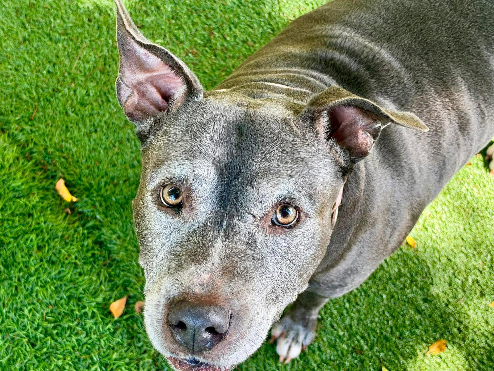Enlarge Melanie Rose, a Adoptable Pit Bull Terrier in Pompano Beach, FL image 2/3