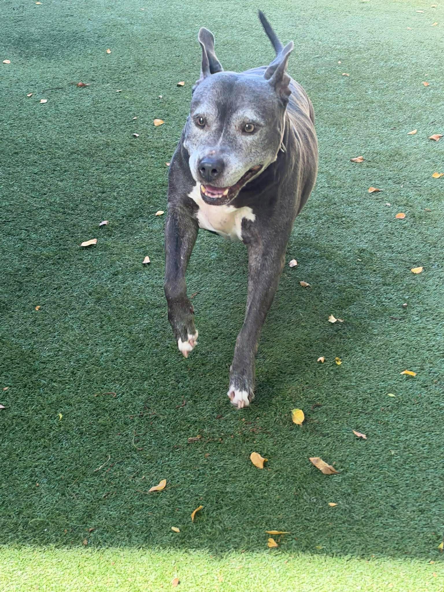 Enlarge Melanie Rose, a Adoptable Pit Bull Terrier in Pompano Beach, FL image 3/3