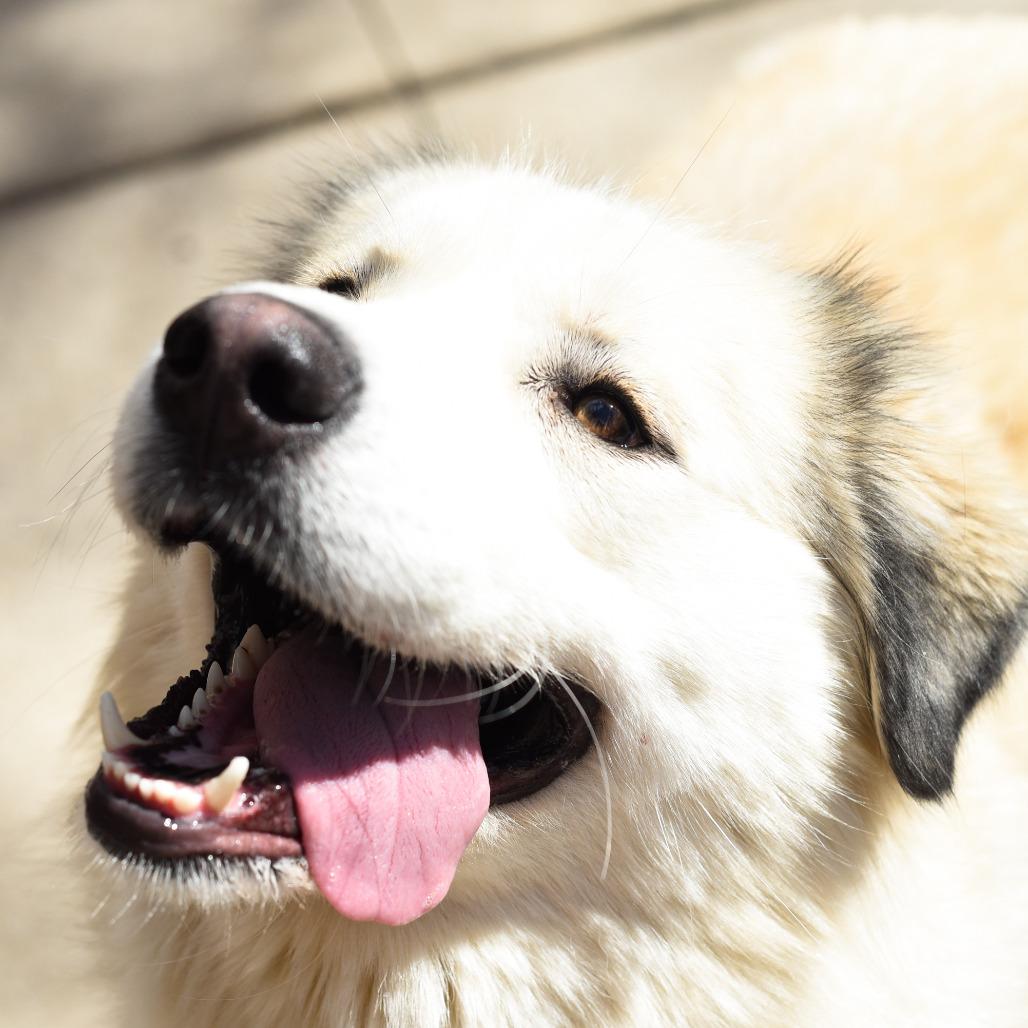 Enlarge Shakira, a Adoptable mixed breed in Grand Rapids, MI image 1/6