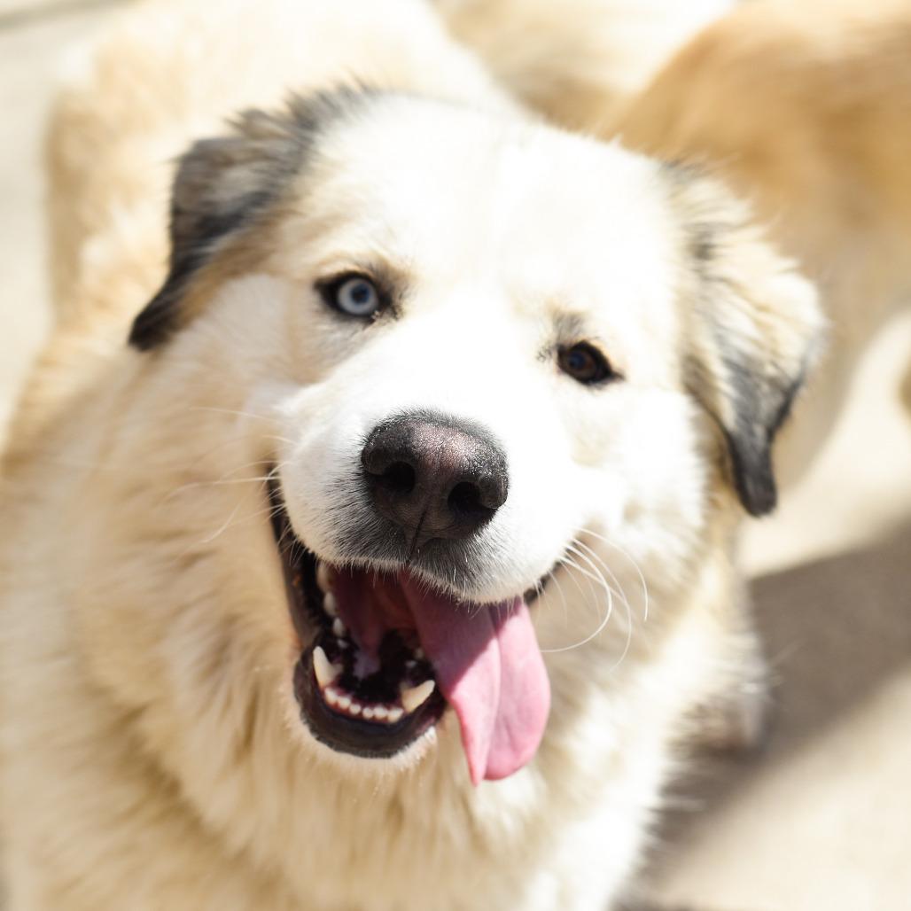 Enlarge Shakira, a Adoptable mixed breed in Grand Rapids, MI image 2/6