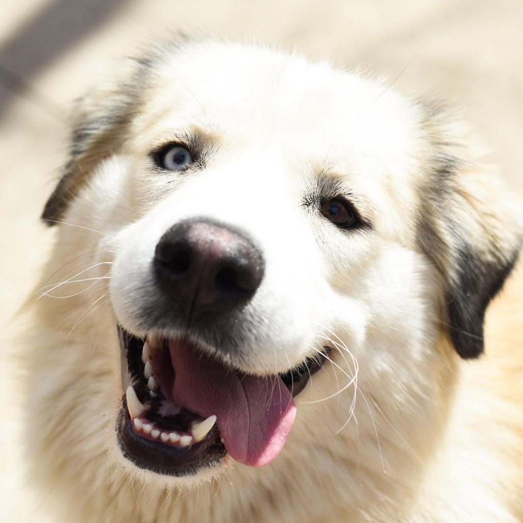 Enlarge Shakira, a Adoptable mixed breed in Grand Rapids, MI image 3/6