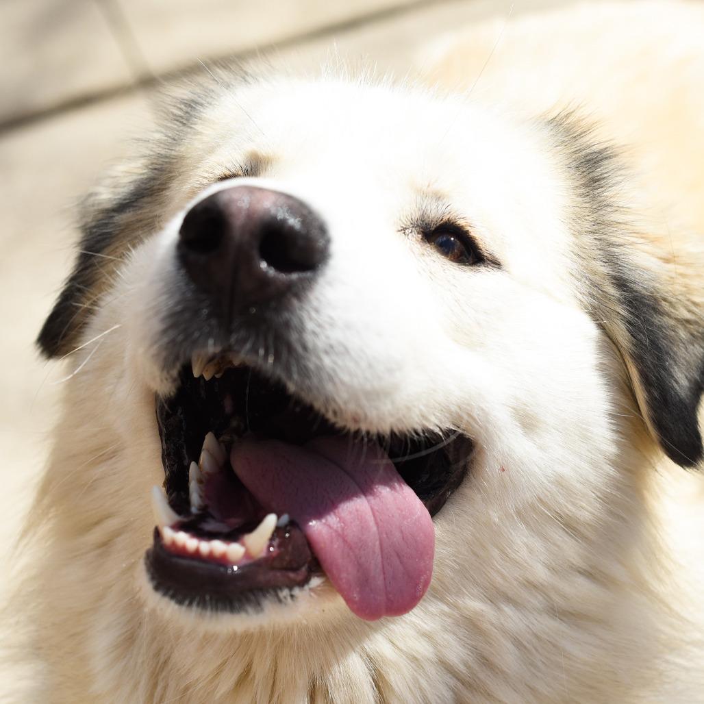 Enlarge Shakira, a Adoptable mixed breed in Grand Rapids, MI image 4/6