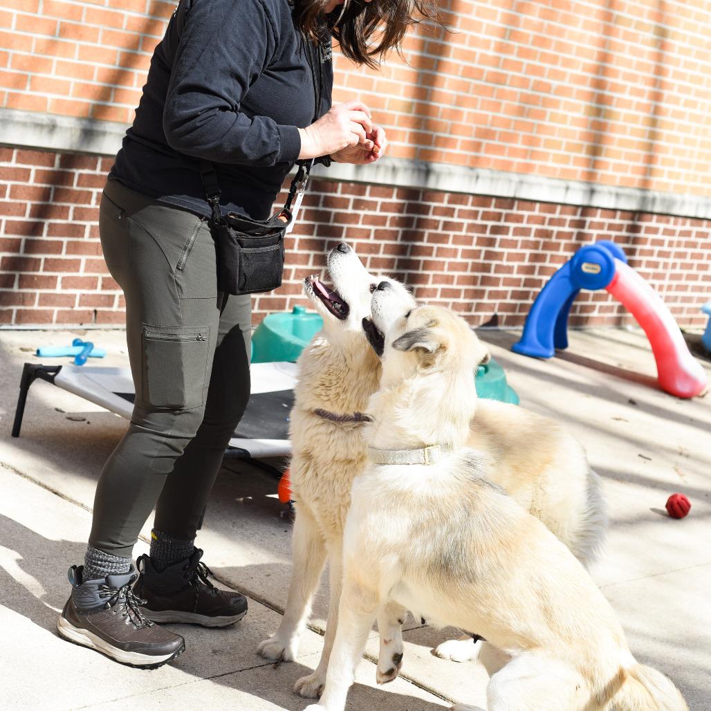 Enlarge Shakira, a Adoptable mixed breed in Grand Rapids, MI image 5/6
