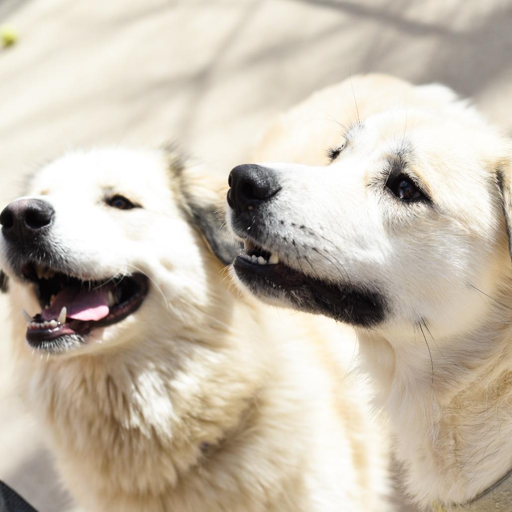 Enlarge Shakira, a Adoptable mixed breed in Grand Rapids, MI image 6/6