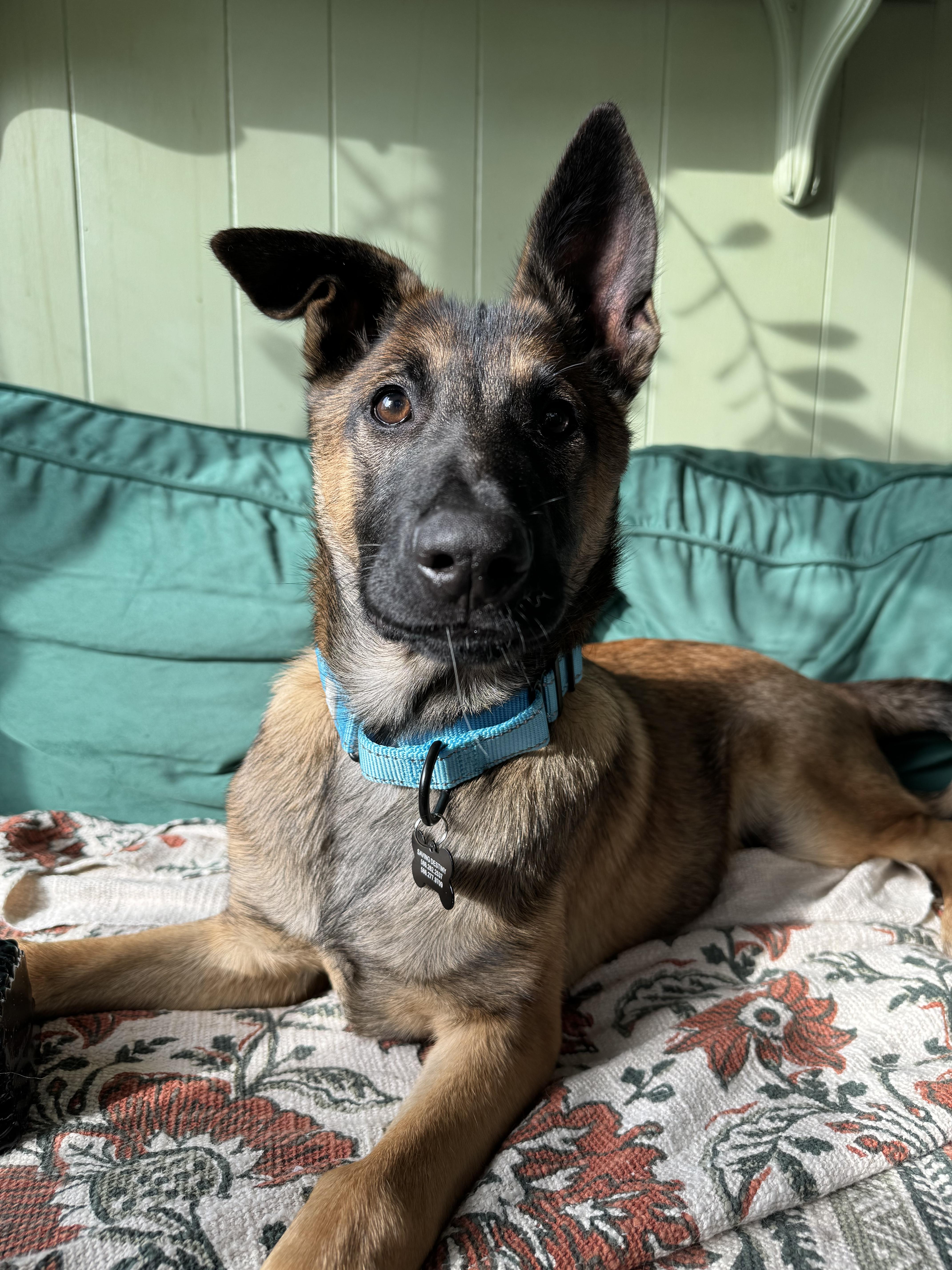 Enlarge Mika, an adoptable Belgian Shepherd / Malinois in China Township, MI image 2/6