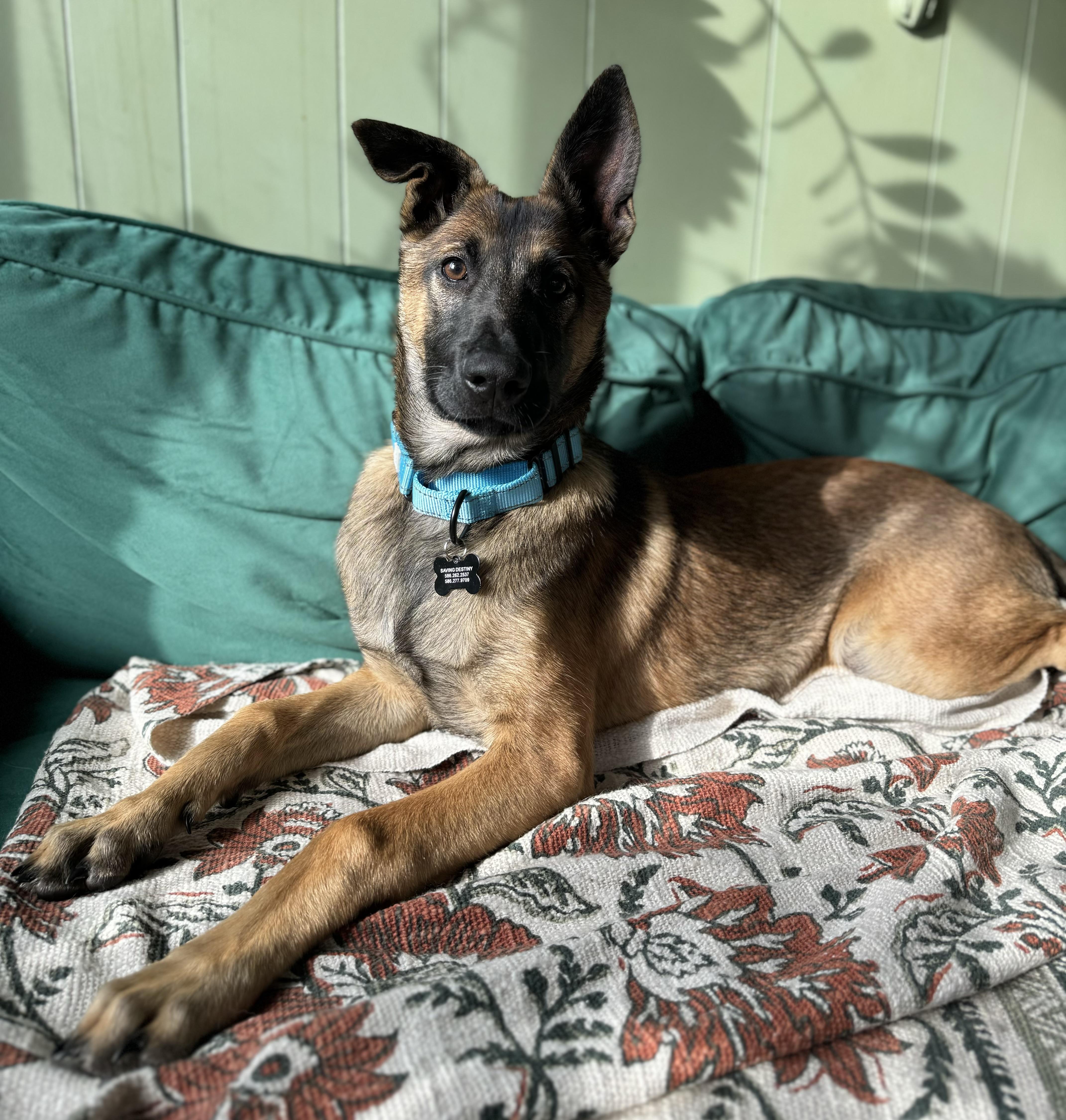 Enlarge Mika, an adoptable Belgian Shepherd / Malinois in China Township, MI image 1/6