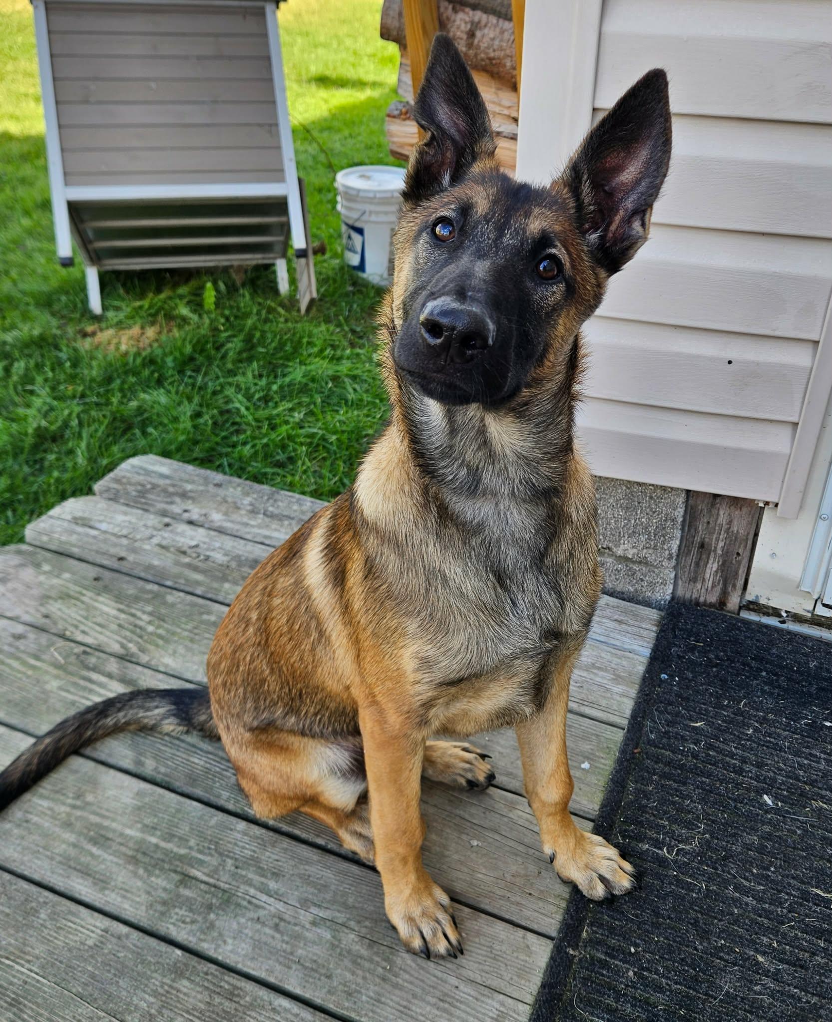 Enlarge Mika, an adoptable Belgian Shepherd / Malinois in China Township, MI image 3/6