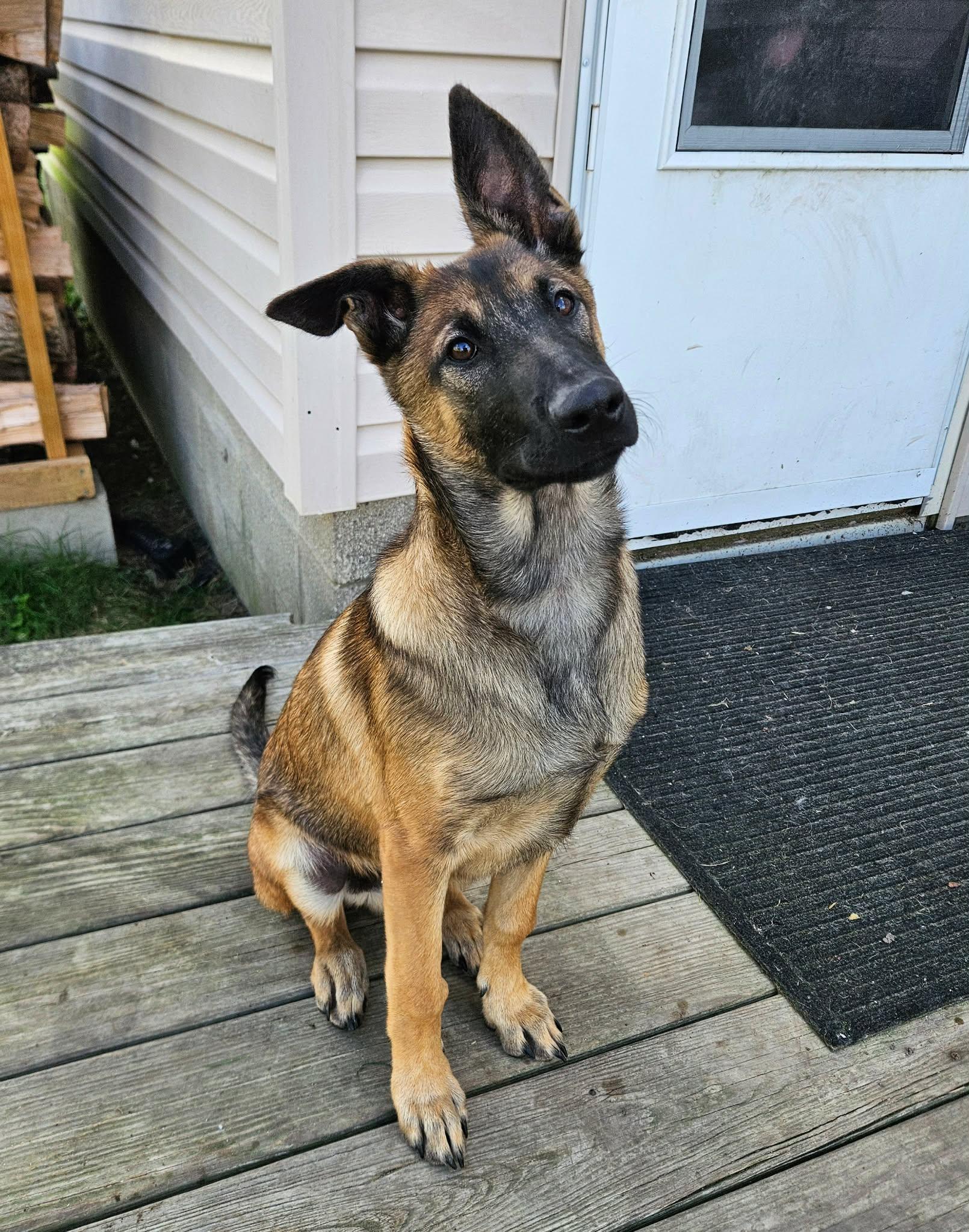 Enlarge Mika, an adoptable Belgian Shepherd / Malinois in China Township, MI image 4/6