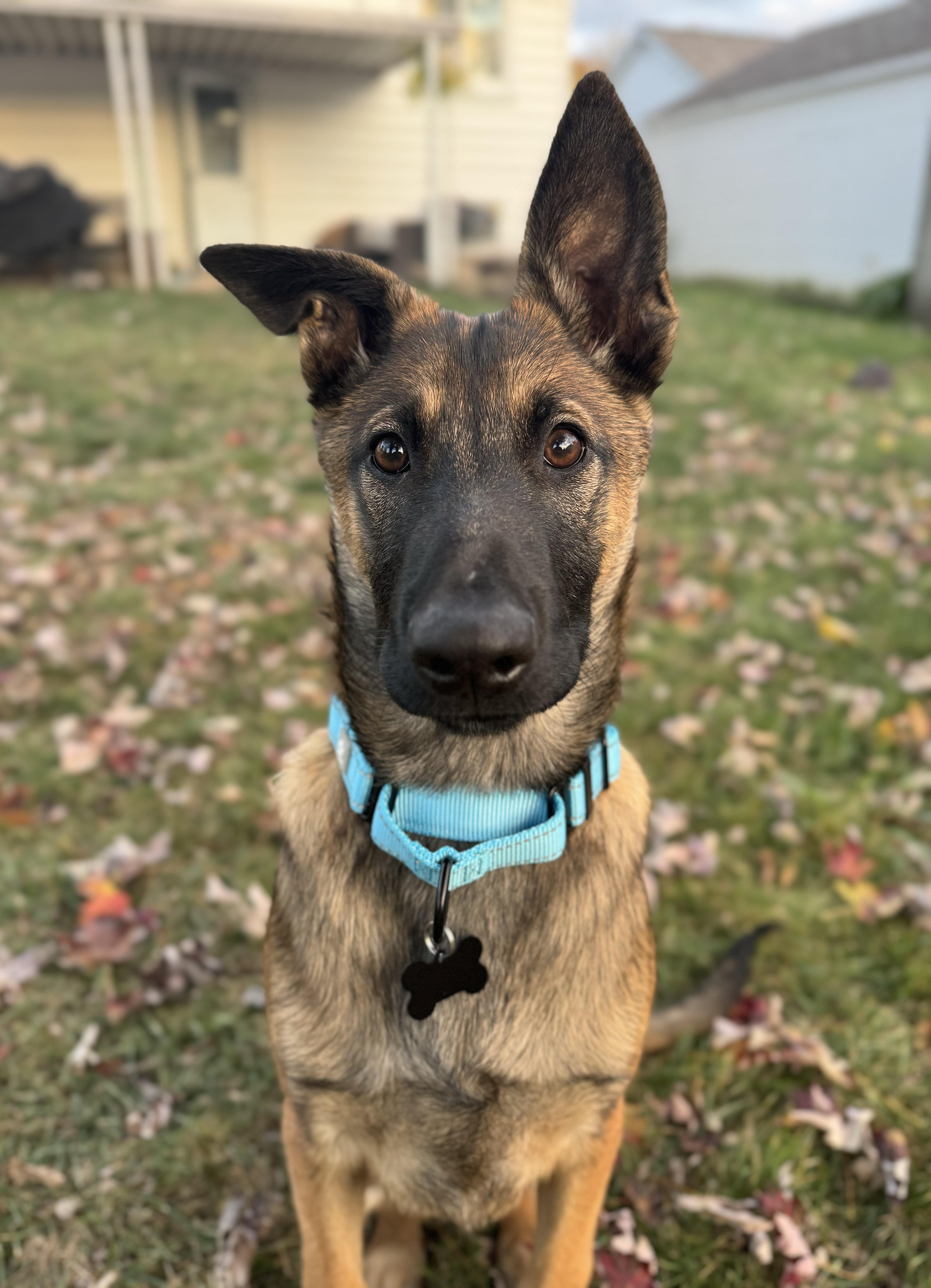 Enlarge Mika, an adoptable Belgian Shepherd / Malinois in China Township, MI image 5/6