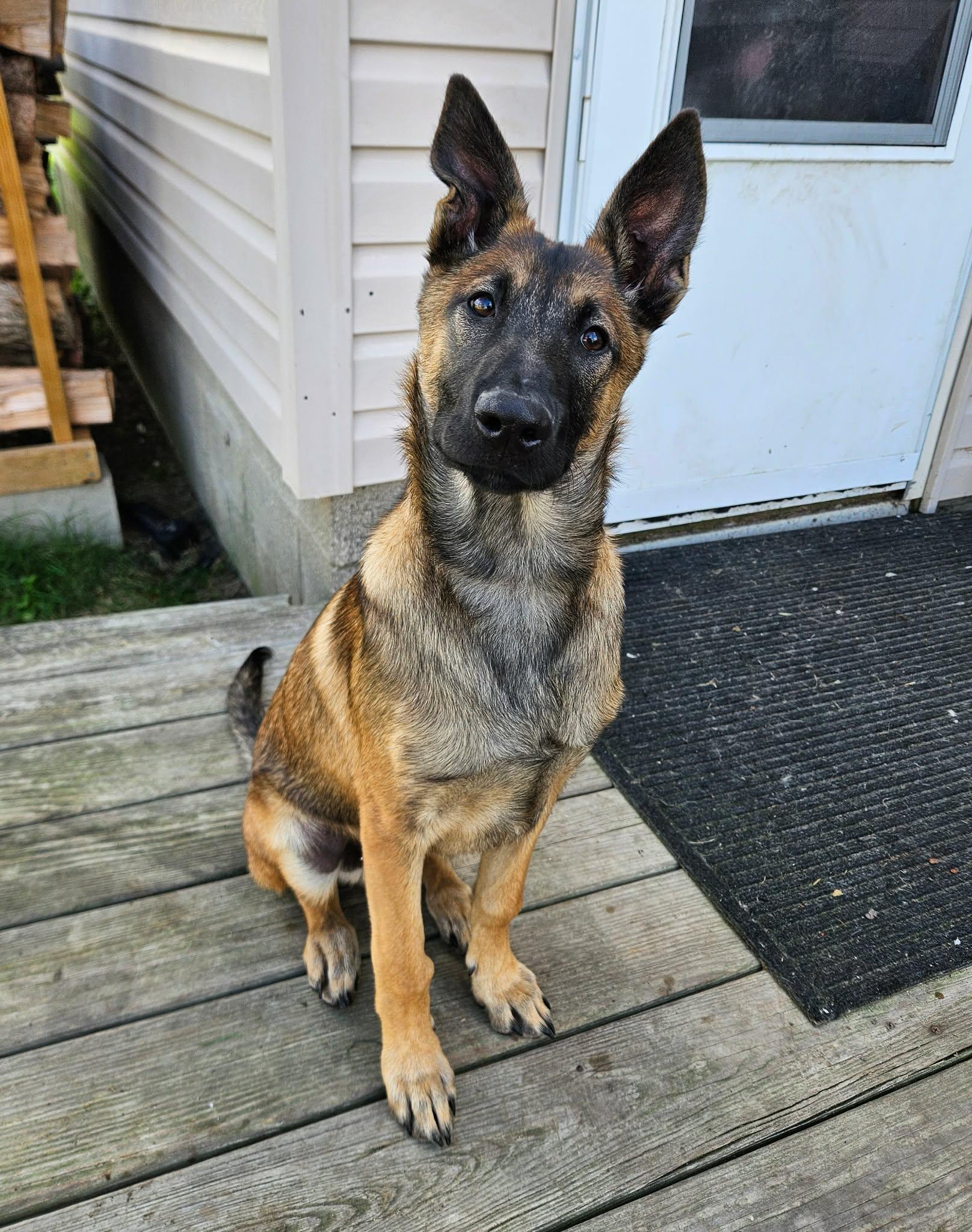 Enlarge Mika, an adoptable Belgian Shepherd / Malinois in China Township, MI image 6/6