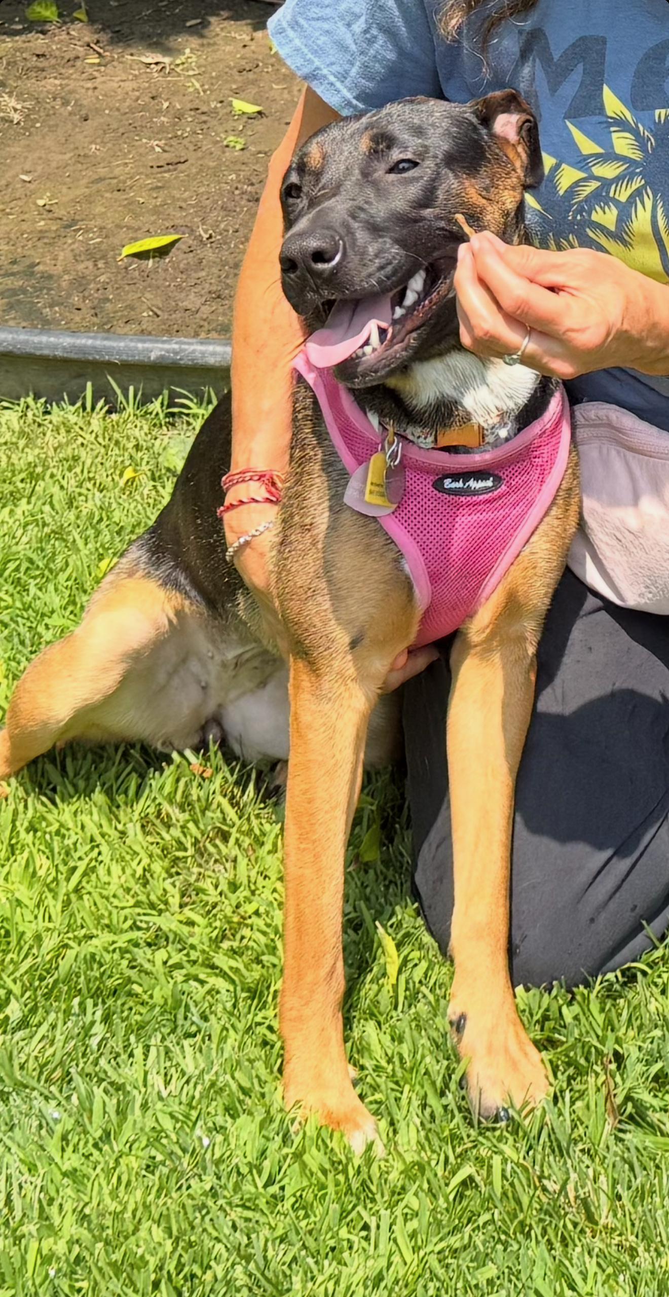 Priya, a ADOPTABLE mixed breed in Reseda, CA image 2/5