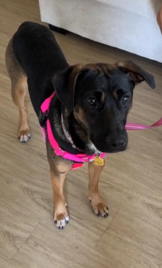 Priya, ADOPTABLE, Young Female Shepherd & Doberman Pinscher.