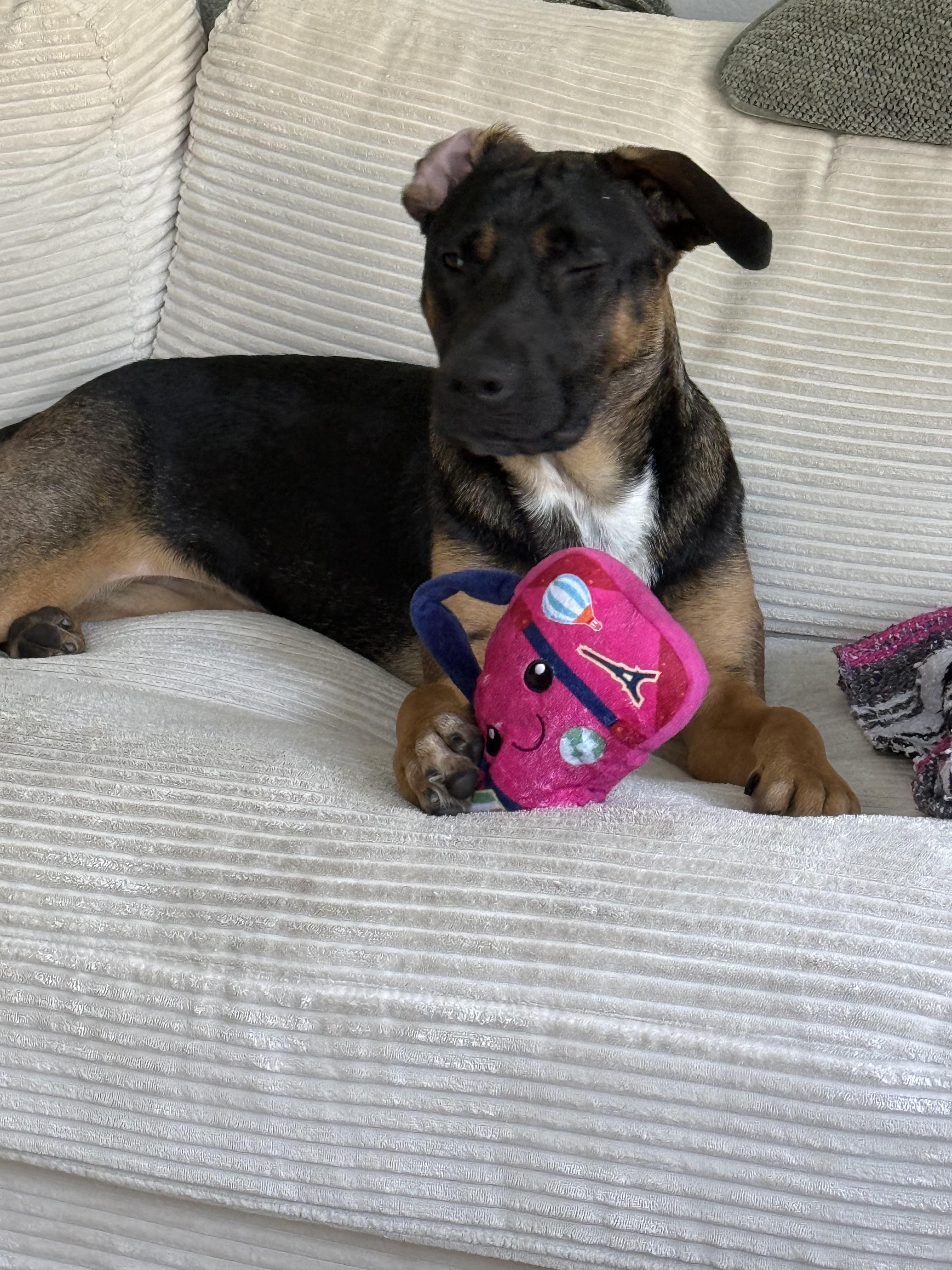 Priya, a ADOPTABLE mixed breed in Reseda, CA image 5/5