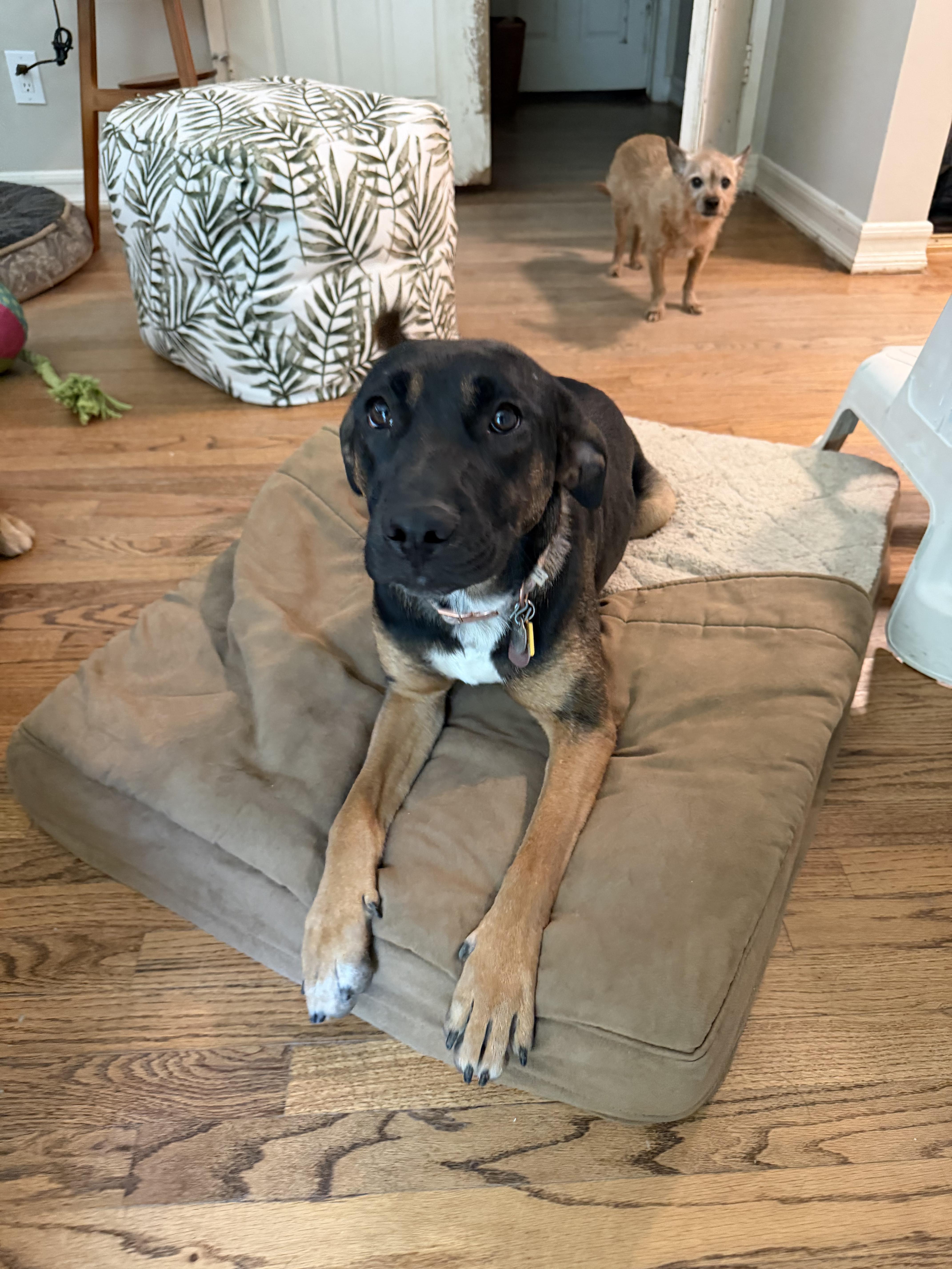 Priya, a ADOPTABLE mixed breed in Reseda, CA image 4/5