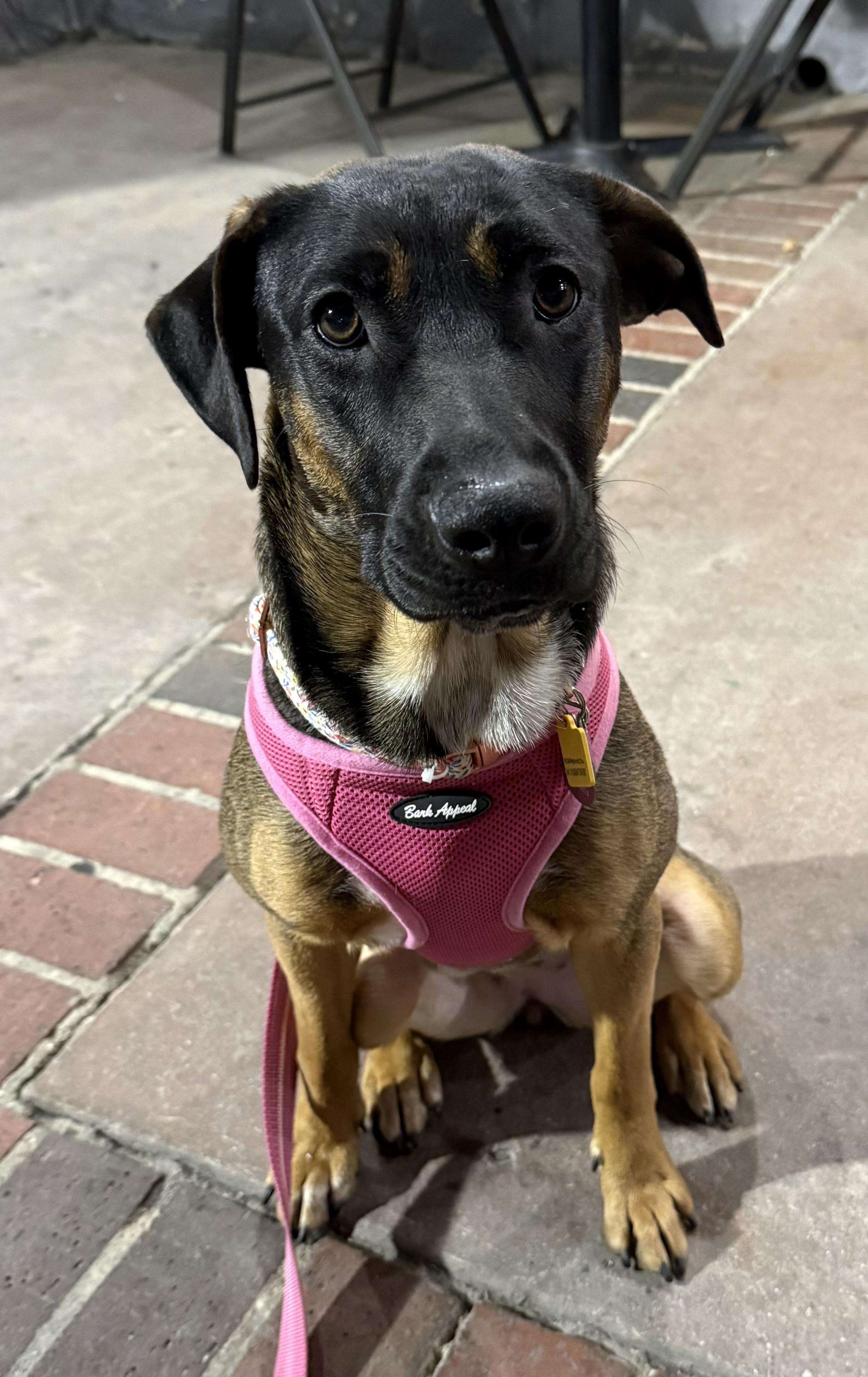 Priya, a ADOPTABLE mixed breed in Reseda, CA image 3/5