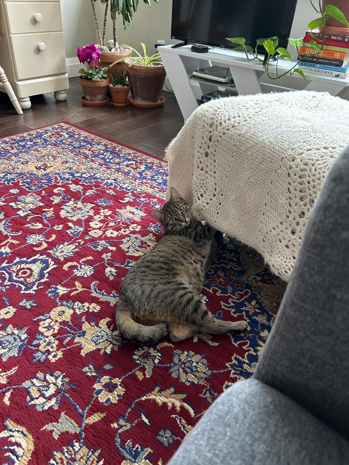 Enlarge Clive, a Adoptable Domestic Short Hair in Cambridge, ON image 2/5