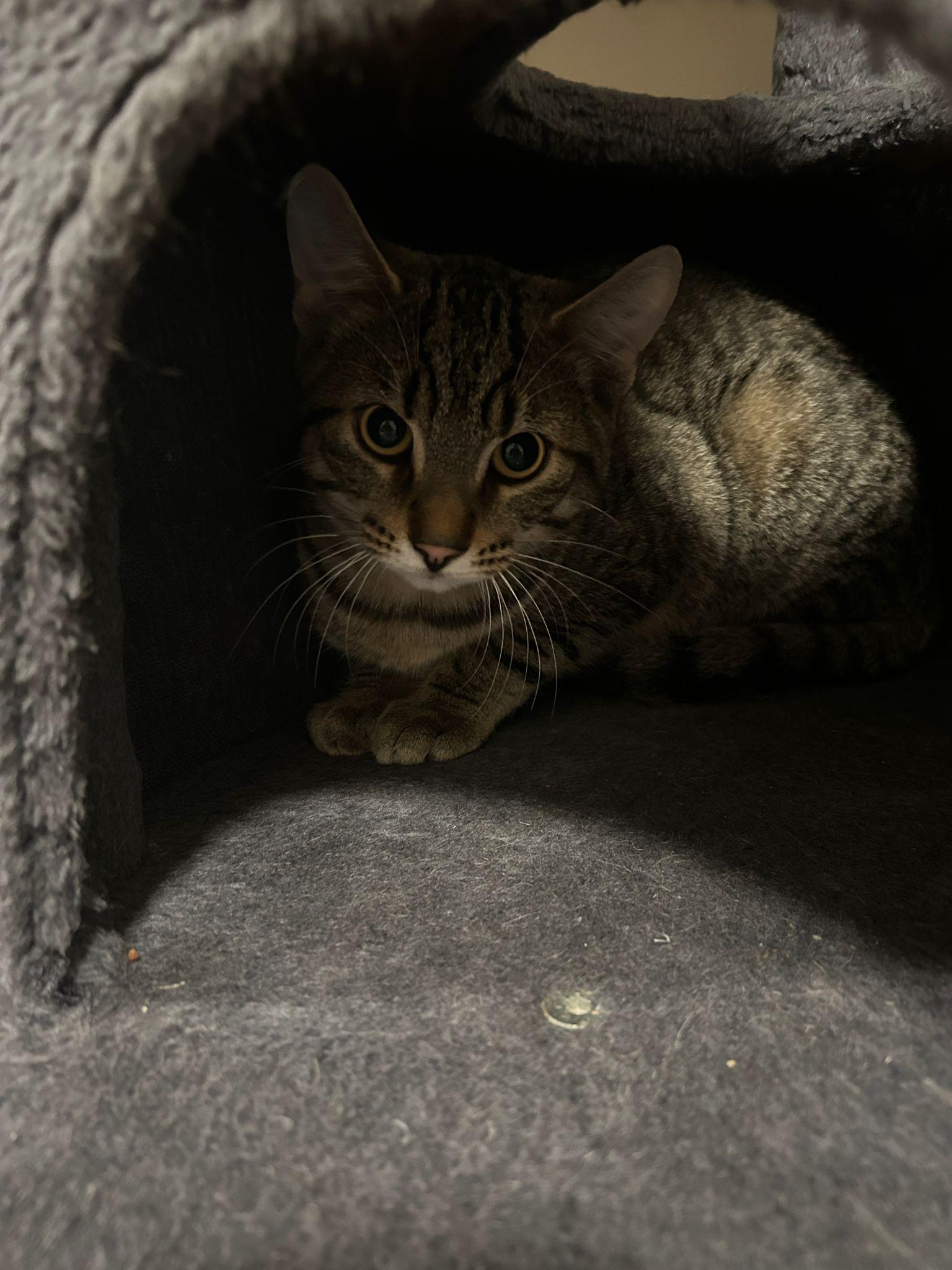 Enlarge Clive, a Adoptable Domestic Short Hair in Cambridge, ON image 4/5