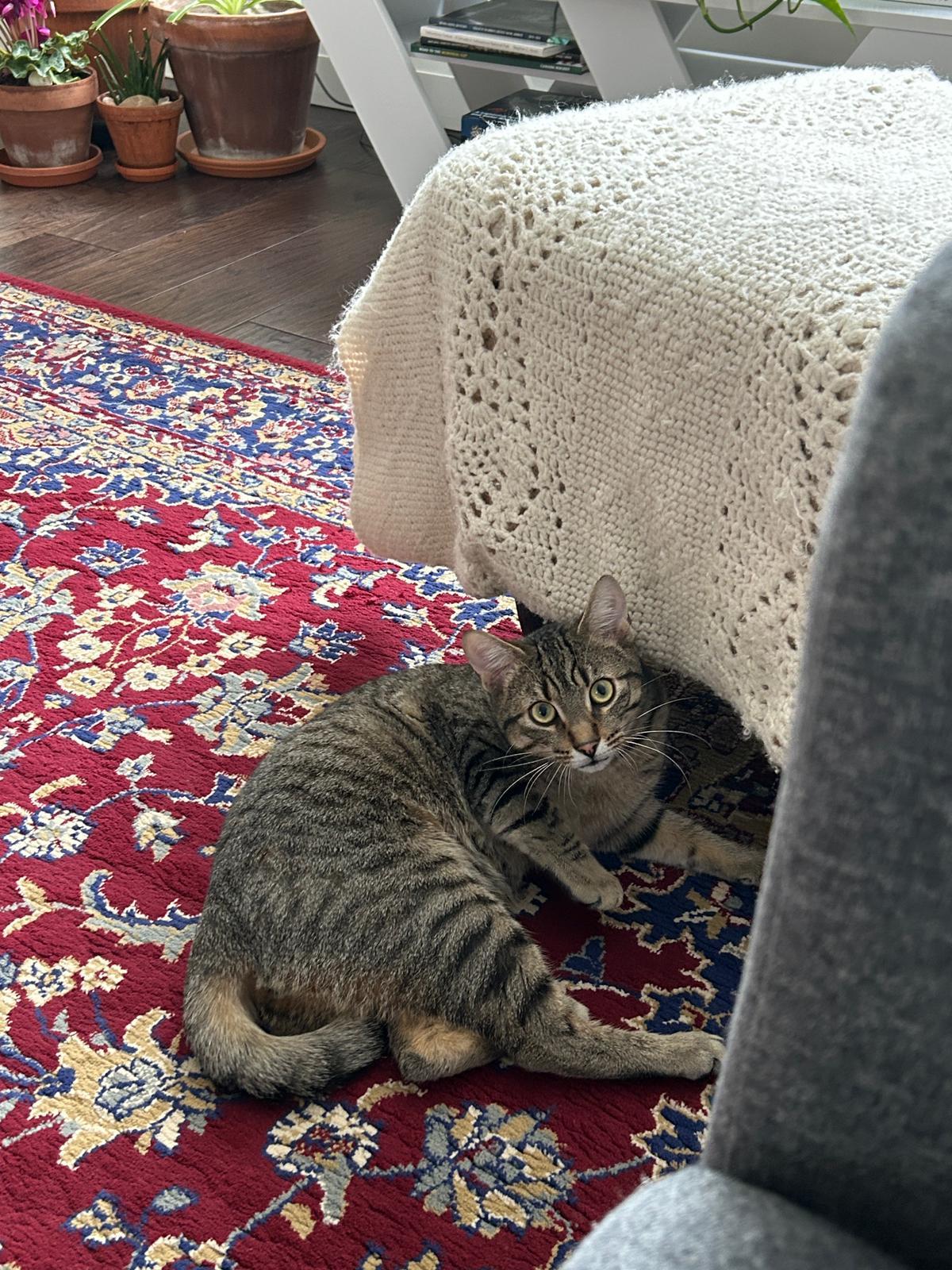 Enlarge Clive, a Adoptable Domestic Short Hair in Cambridge, ON image 3/5