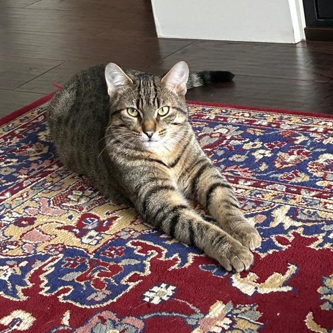 Enlarge Clive, a Adoptable Domestic Short Hair in Cambridge, ON image 1/6