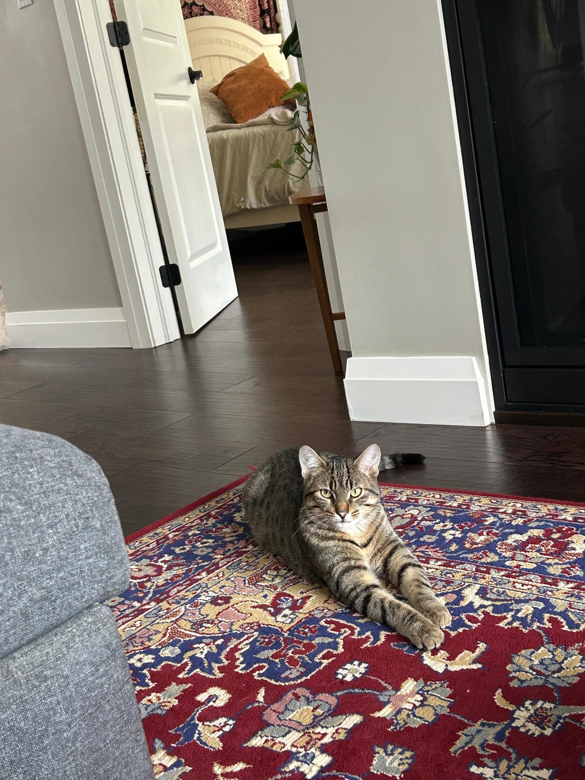 Enlarge Clive, a Adoptable Domestic Short Hair in Cambridge, ON image 1/5