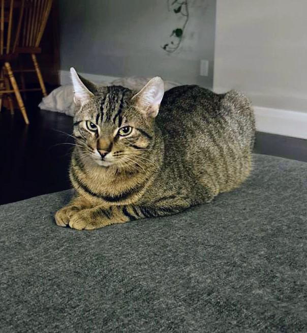 Enlarge Clive, a Adoptable Domestic Short Hair in Cambridge, ON image 2/6