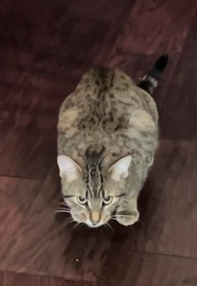 Enlarge Clive, a Adoptable Domestic Short Hair in Cambridge, ON image 5/5