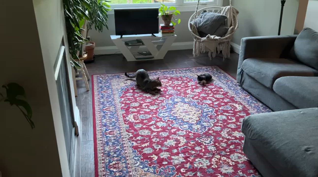 Enlarge Clive, a Adoptable Domestic Short Hair in Cambridge, ON video 2/2