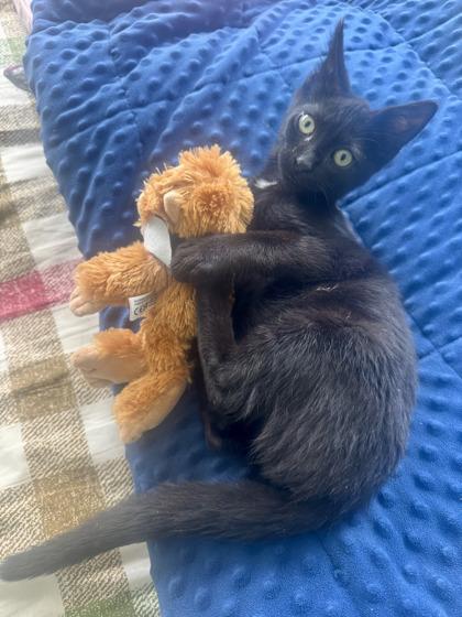 Tim Curry, Adoptable, Kitten Male Domestic Short Hair & Domestic Short Hair.