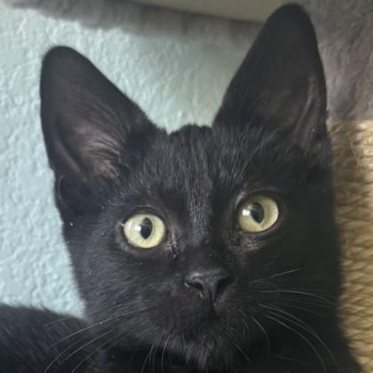 Enlarge Tim Curry, a Adoptable mixed breed in Pleasanton, CA image 3/3