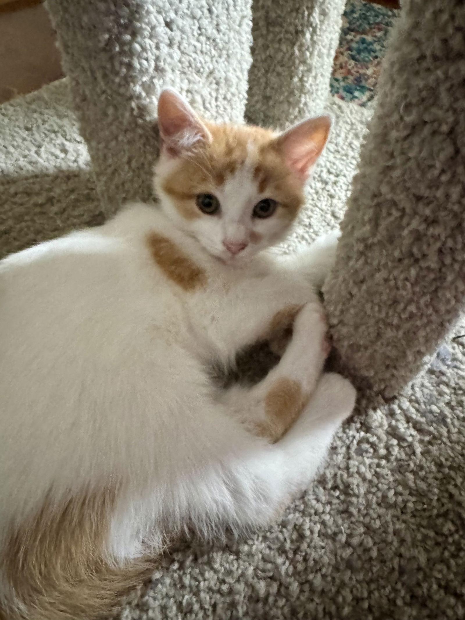 Jessamine, Adoptable, Kitten Male Tabby & Domestic Short Hair.