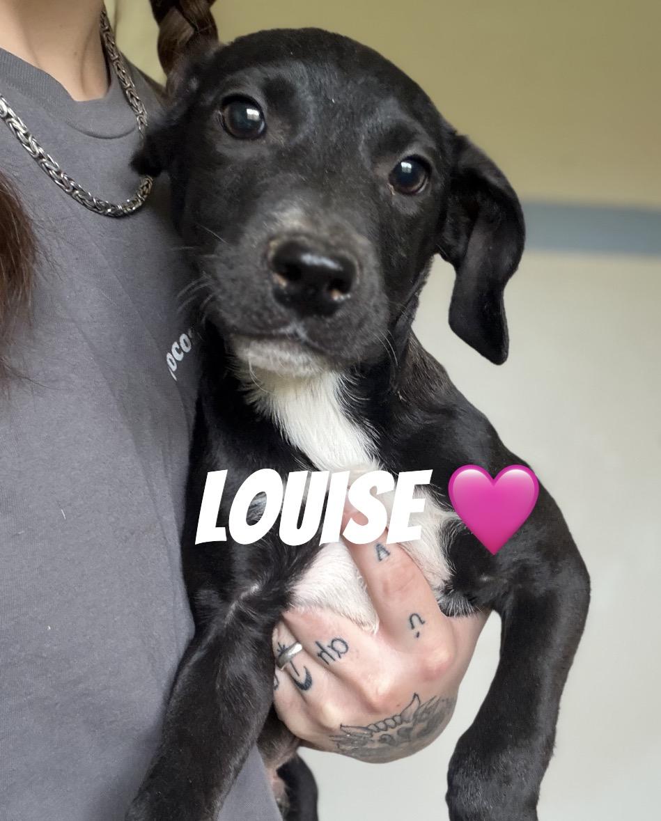 Enlarge Louise, a Adoptable mixed breed in Felton, PA image 1/1