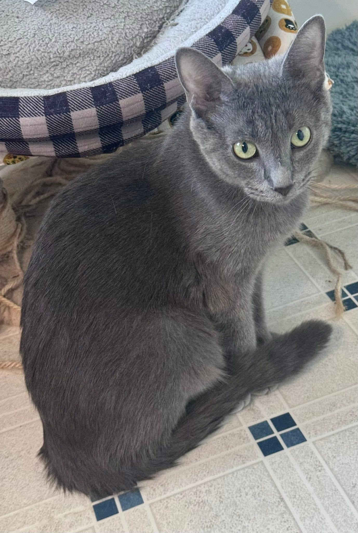 Luna, adopted, Adult Female Domestic Short Hair.