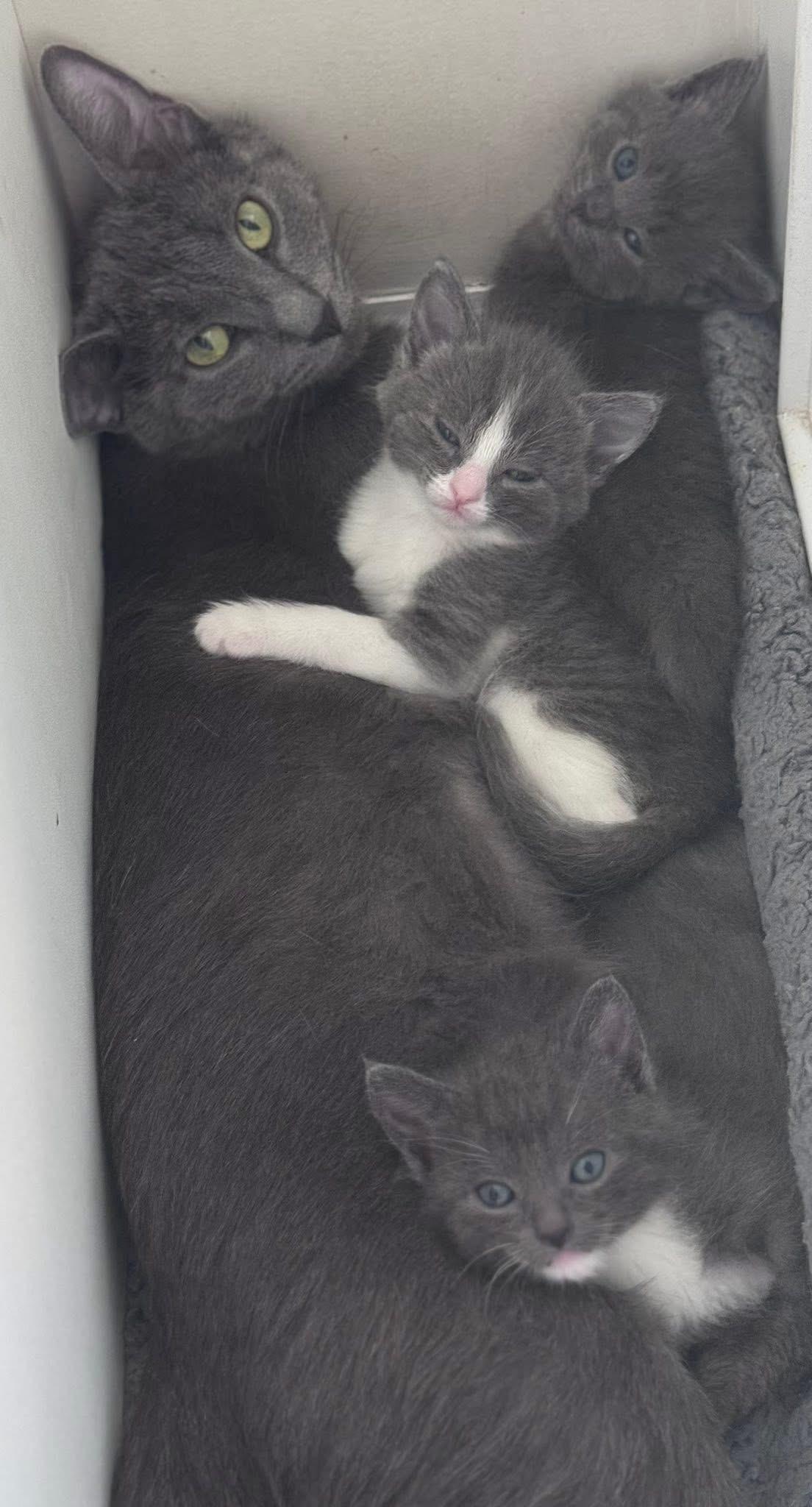 Luna, an adopted Domestic Short Hair in Walker, MI image 2/2