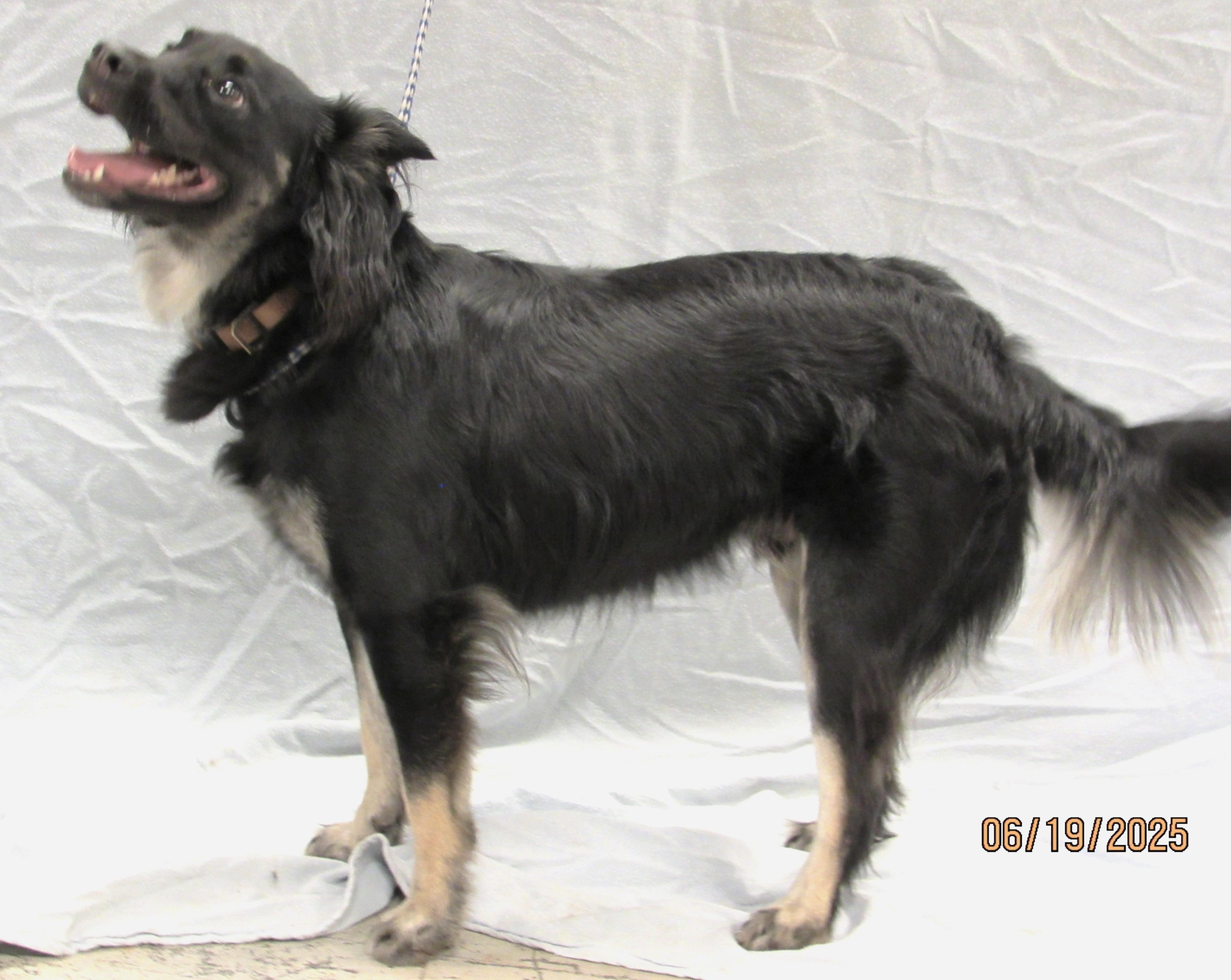 Jasper, a Adoptable mixed breed in Conroe, TX image 1/4