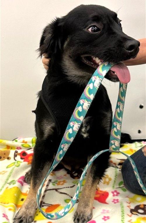 Jasper, a Adoptable mixed breed in Conroe, TX image 2/4