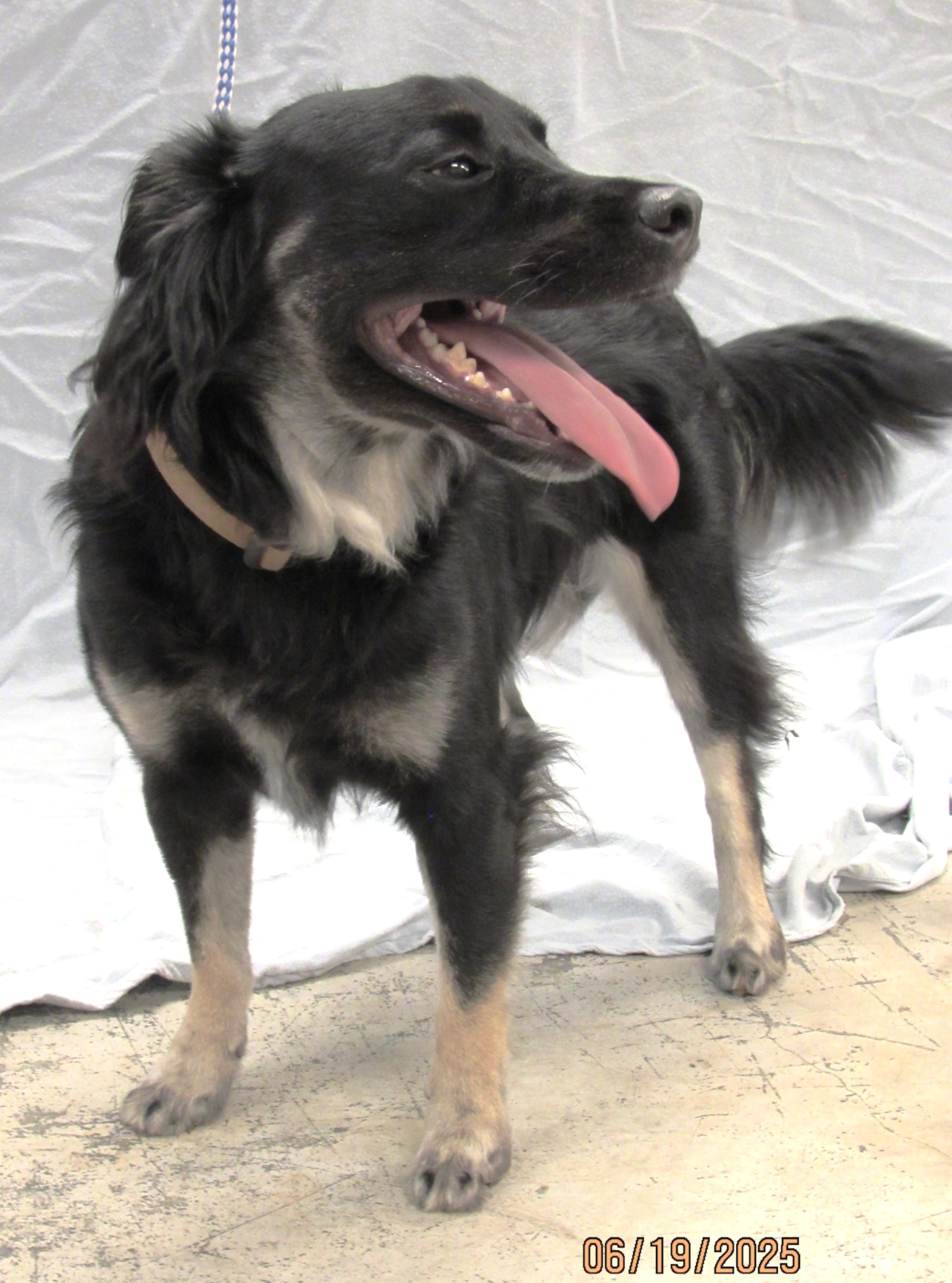 Jasper, Adult Male Terrier